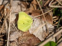 Zitronenfalter Männchen